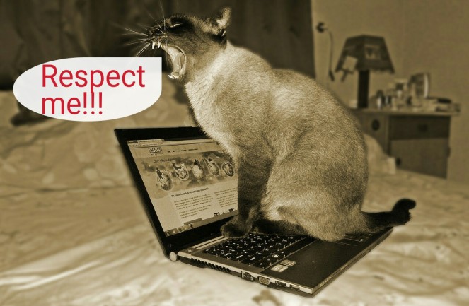 respect cat